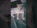 Guzail’s Nervous Reaction 😹❤️ Must Watch
