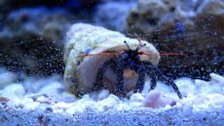 Red Tip Hermit Crab