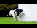 Brit zones ident dog  bbc brit