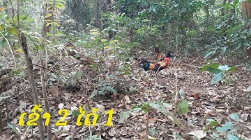 ต่อไก่ป่า Dib qaib qus tuaj zoo heev 04/02/2024