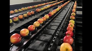 TAREND Apple Sorting and Packing Line