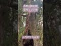 高野山奥の院☆木の中に聖母マリア様出現 お大師様の言葉