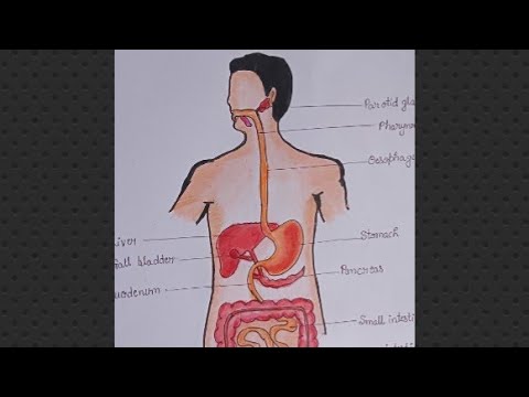 Drawing of Human Digestive System for beginners / How to colours Human ...
