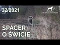 SUDECKA OSTOJA 32/2021. Polowanie na dziki z podchodu. Hunting Wild Boars.