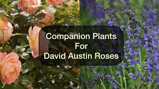 Companion Plants for David Austin Roses screenshot 5