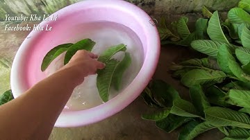 Lá ổi lá đào trị bệnh tiểu đường nặng mấy cũng khỏi