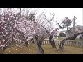 宮ノ陣神社・将軍梅