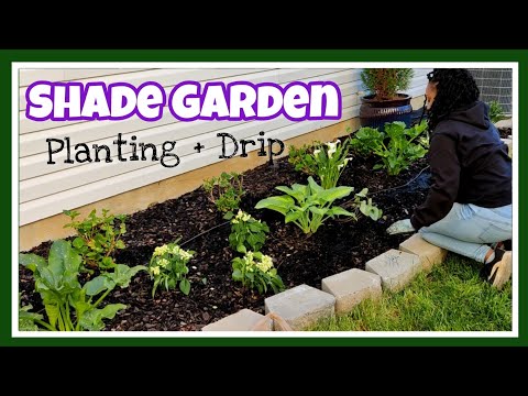 Shade Garden Planting + Installing Drip Irrigation 🌱💧