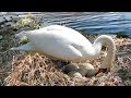 Swan Mom Laying Egg And Carring Her Babies So Sweet