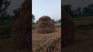 Very poor village life of tarai Nepal. #nmbkhabar #villagelife #poorvillage #hillsideofnepal #tarai