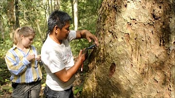 Sampling tree cores in a forest in Thailand