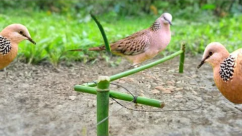 Easy bird trap, Using simple Bamboo