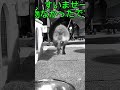 【タヌキ】おじゃましまーす