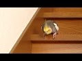 階段を1段ずつおりるオカメインコ