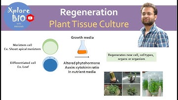 What is regeneration in plant tissue culture ? Importance of regeneration. Basis of regeneration.