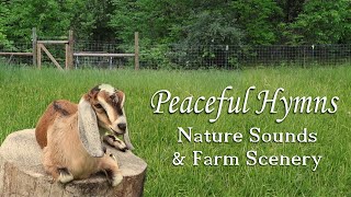 Peaceful Worship Music with Nature Sounds and Baby Goats! by Josh Snodgrass 2,712 views 2 days ago 3 hours, 2 minutes