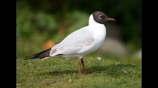 Black-headed gull