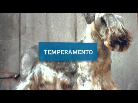 Video: Datos e información sobre la raza de perro Lurcher