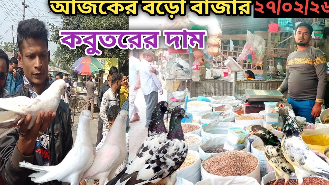 বড়ো বাজার কবুতরের দোকান | Big Bazar pigeon market in khulna| largest pigeon market কবুতরের হাট বাজার