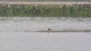 Bonapartes Strandloper Oudega 07082025