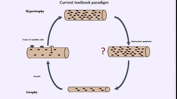 The muscle “memory”, Krisitian Gundersen
