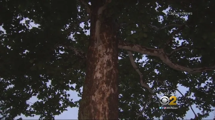 Teen, 4-Year-Old Girl Critically Injured By Lightning Strike In Sheridan