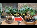 MENGGANTI POT KERAMIK BONSAI KELAPA HIJAU