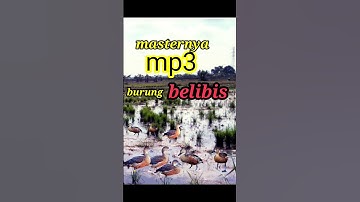 Razanya suara burung belibis rawa