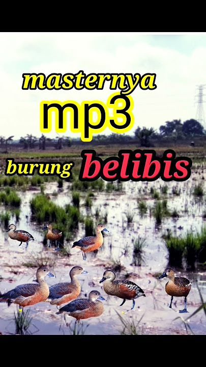 Razanya suara burung belibis rawa