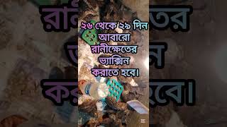 কোয়েল পাখি কে কোন সময় কোন ভ্যাক্সিন দিতে হবে। #কোয়েল_পাখি#ভ্যাকসিন#রানীক্ষেত#পাখি পালন