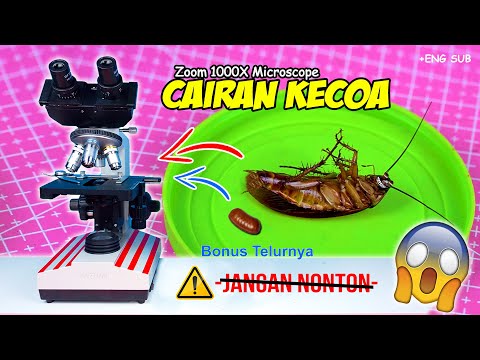 ISI PERUT KECOA & TELUR | Cockroach Egg & Abdomen Microscope Zoom 1000X