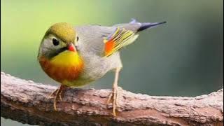 Robin betina ~ Cocok untuk burung jantan macet/stress jamin gacor #robin