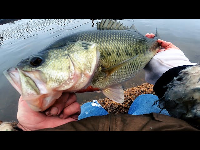 Long Island - BIG LARGEMOUTH BASS - Rainy Cold Winter Freshwater Fishing 