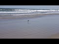 Whimbrel Feeding On The Beach