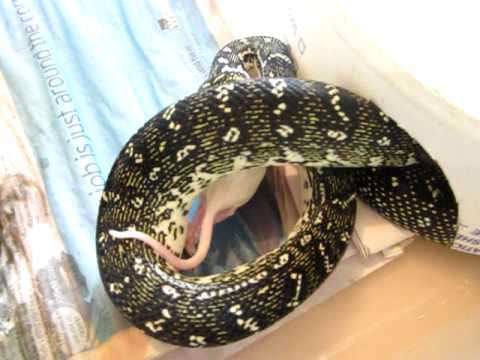 Diamond Python - YouTube