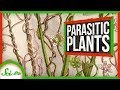 This Parasitic Plant Stole Over 100 Genes From Other Plants | SciShow News