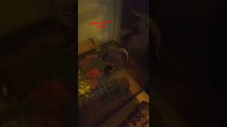 Eating A Wild Toasted Lizard