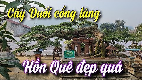 SH.9899. Cây Duối Cổng Làng sự  kết hợp tiểu cảnh bằng Gạch đẹp quá. CLB Tiền Phong Đoan Hùng PT