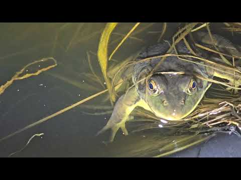 April 29, 2024 Salamanders Frogs And Fish Ecosystem Vlog