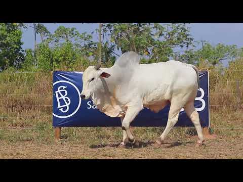 2º Leilão Pecuária do Futuro - Lote 19