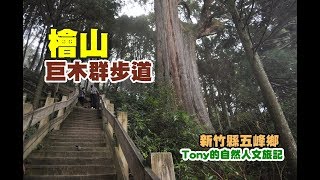 觀霧．檜山巨木群步道[新竹縣五峰鄉]