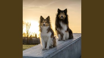 Spectacular Moods for Lazy Doggo