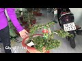 S55. Sam thành phẩm mini 150k và lô sam 86 cuối cùng giá mền cho ae