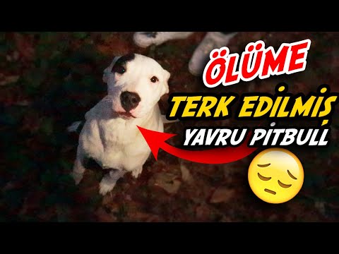 Video: Kahraman Köpek Boğulmaktan İnsanı Kurtarmak İçin Kendi Hayatını Risklendirir