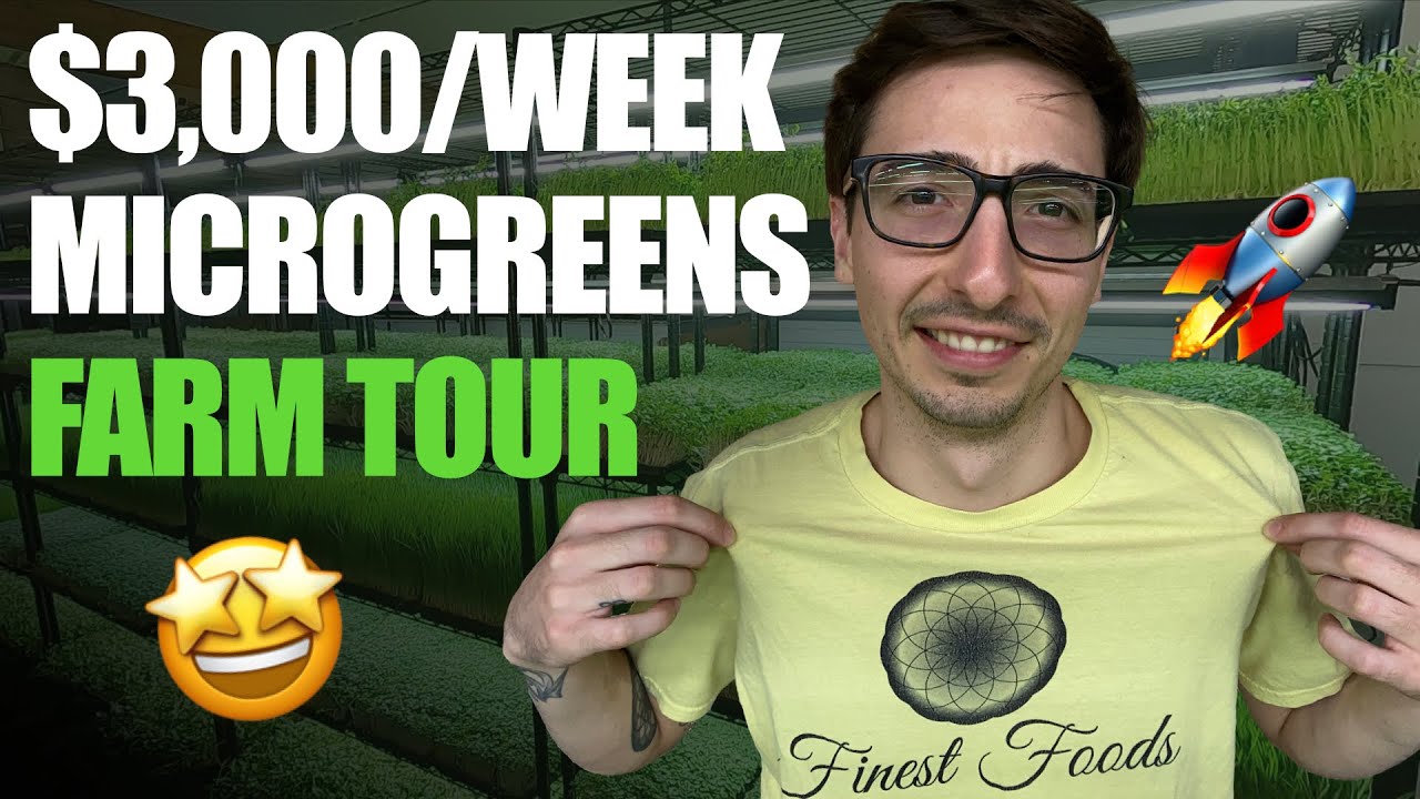 Экскурсия по ферме Microgreens с Донни Грином (полное пошаговое руководство)