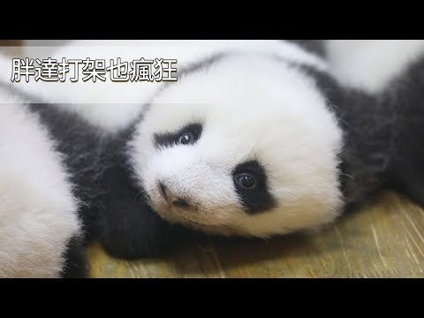 《熊貓主題趴》誰說胖達戰五渣？看這戰鬥力好兇萌啊！ | iPanda