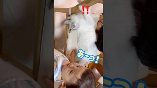 赤ちゃん同士のじゃれあい😂❔ #保護猫 #ラグドール #cat  #1歳 #baby