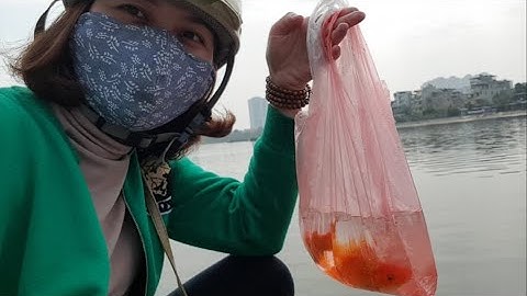 Tết ông Công, ông Táo thả cá chép tiễn Ông về trời|MP falily