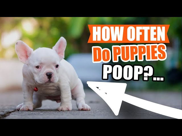 How Often Do Puppies Poop?🐶💩 - Youtube