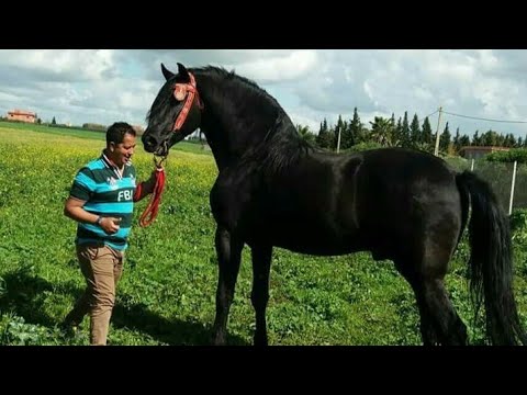 أحسن عود دهم ستراه عيناك 2018 camera iphone 8 plus apk